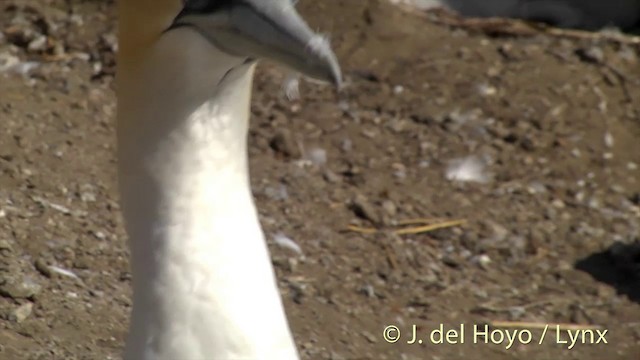 Australasian Gannet - ML201448711