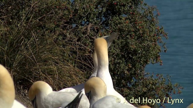 Australasian Gannet - ML201448721