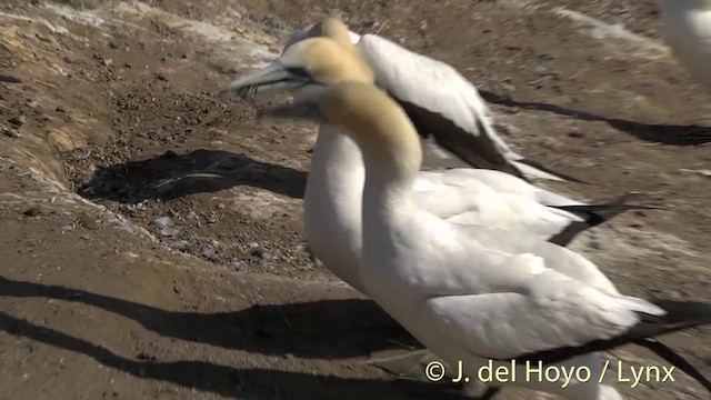 Australasian Gannet - ML201448731