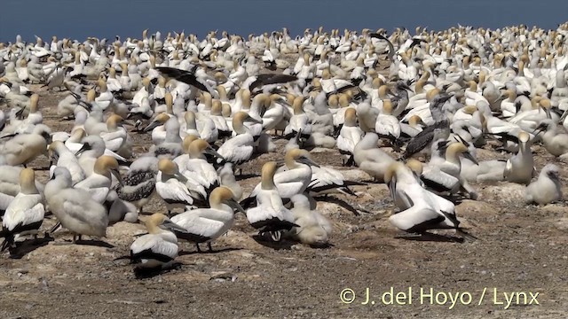 Australasian Gannet - ML201448741