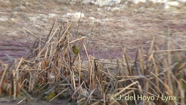 European Greenfinch - ML201448761