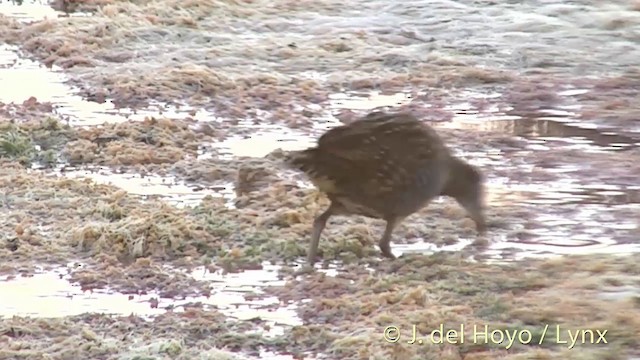 Buff-banded Rail - ML201448781