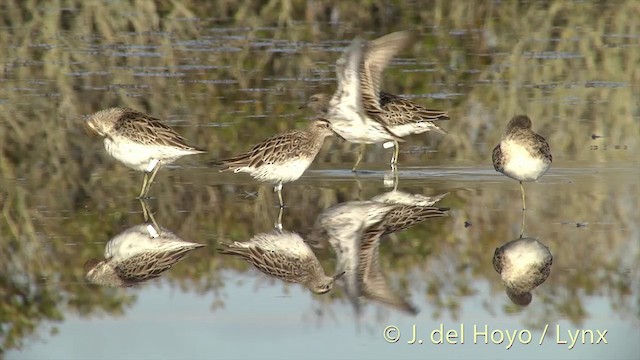 Sharp-tailed Sandpiper - ML201448901