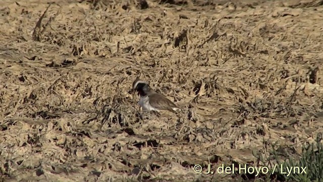 Chathamregenpfeifer - ML201448921