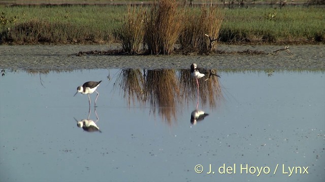 Weißgesicht-Stelzenläufer - ML201448941