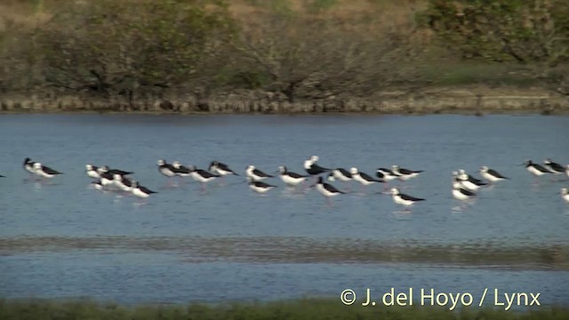 Weißgesicht-Stelzenläufer - ML201448951