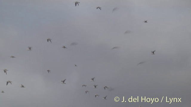 Bar-tailed Godwit (Siberian) - ML201448971