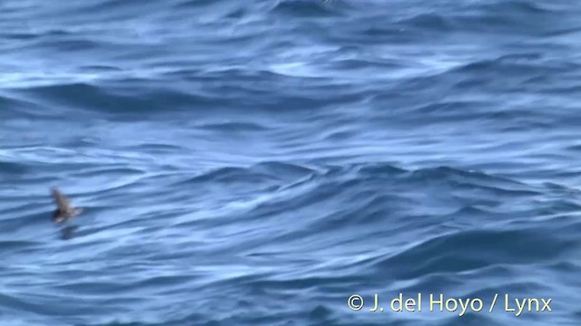 Белолицая океанида - ML201449011