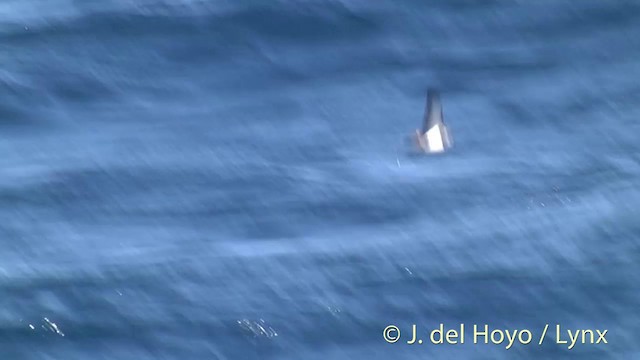 White-faced Storm-Petrel - ML201449021