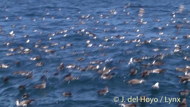 Buller's Shearwater - ML201449141