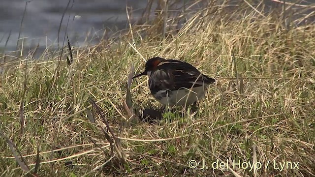 紅領瓣足鷸 - ML201449191