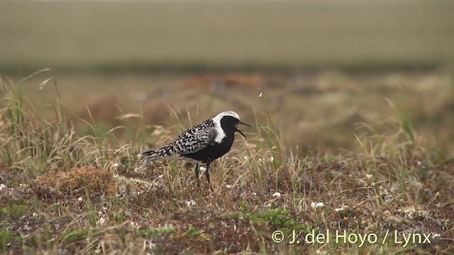 Black-bellied Plover - ML201449291