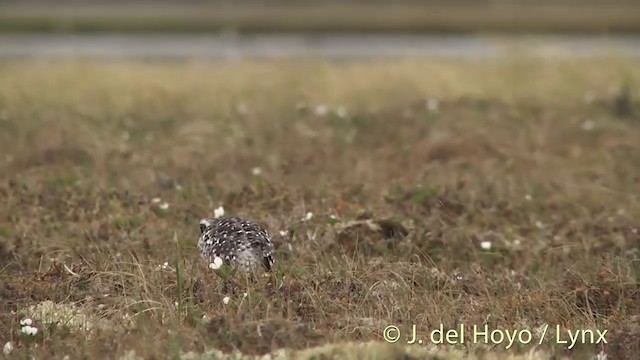 Black-bellied Plover - ML201449301