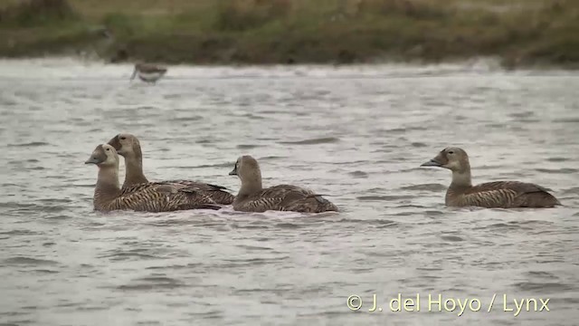 Spectacled Eider - ML201449311