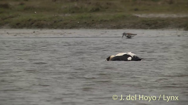 Spectacled Eider - ML201449321