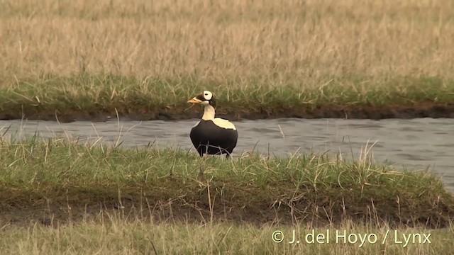 Spectacled Eider - ML201449331