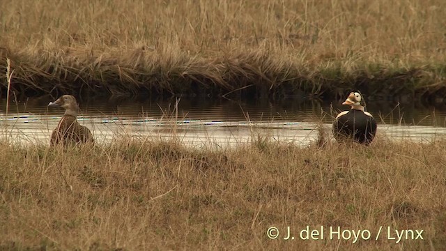 Spectacled Eider - ML201449341