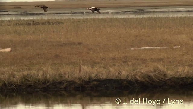 Spectacled Eider - ML201449351