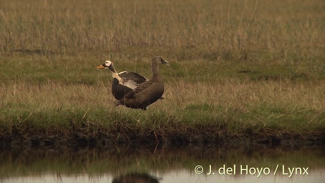 Spectacled Eider - ML201449361