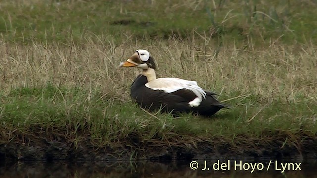 Spectacled Eider - ML201449371