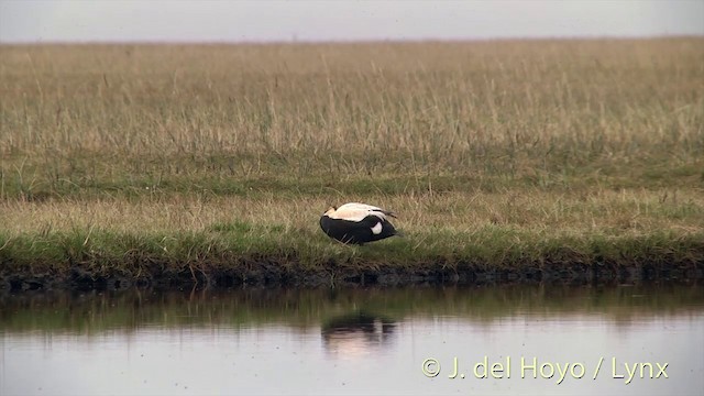 Spectacled Eider - ML201449381