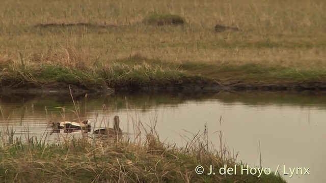 Spectacled Eider - ML201449391