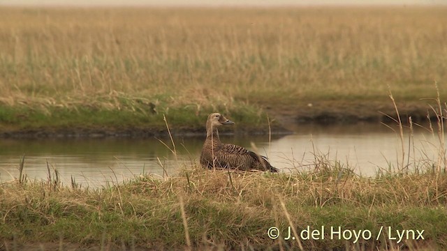 Spectacled Eider - ML201449401