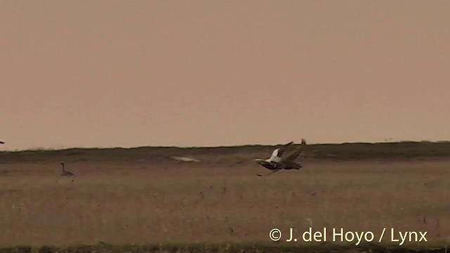 Spectacled Eider - ML201449421