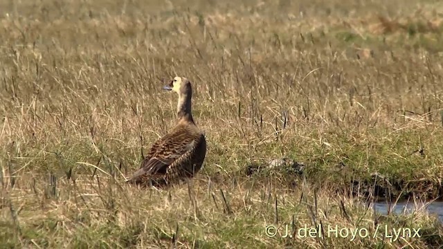 メガネケワタガモ - ML201449431