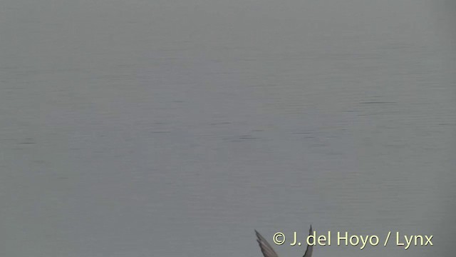 Arctic Tern - ML201449521