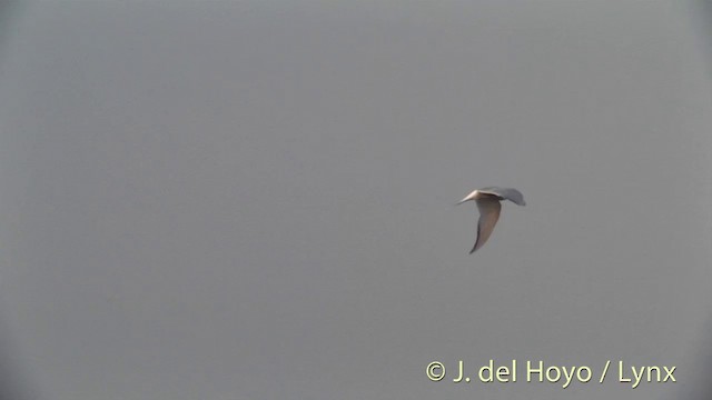 Arctic Tern - ML201449531