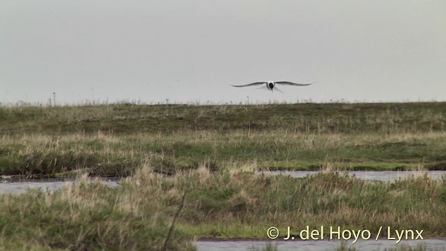 Arctic Tern - ML201449551