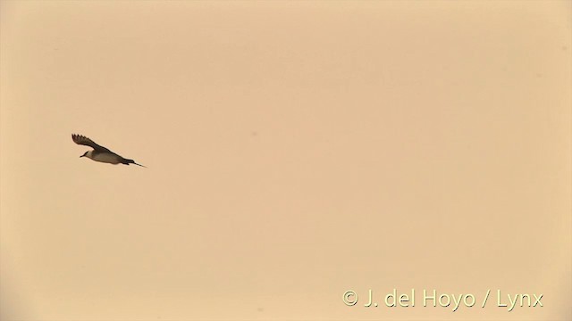 Parasitic Jaeger - ML201449561