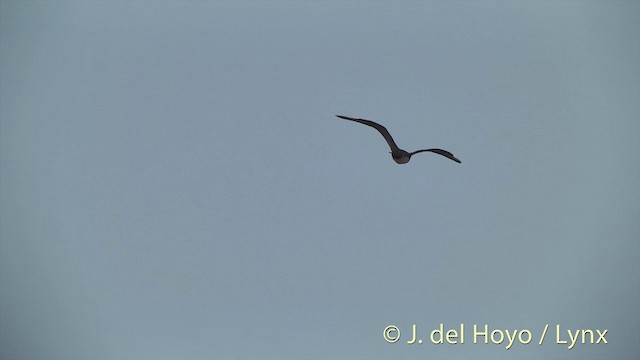 Parasitic Jaeger - ML201449621