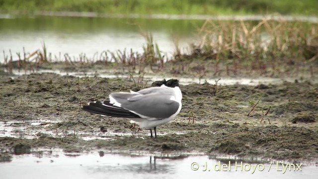 Sabine's Gull - ML201449631