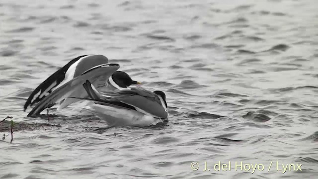 Sabine's Gull - ML201449641