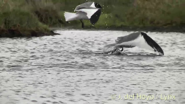 Sabine's Gull - ML201449651