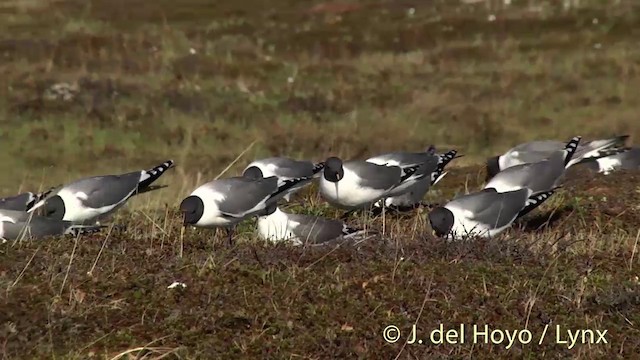 Sabine's Gull - ML201449671