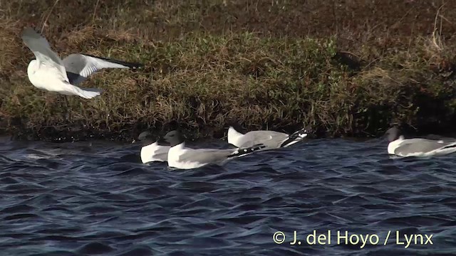 Sabine's Gull - ML201449681