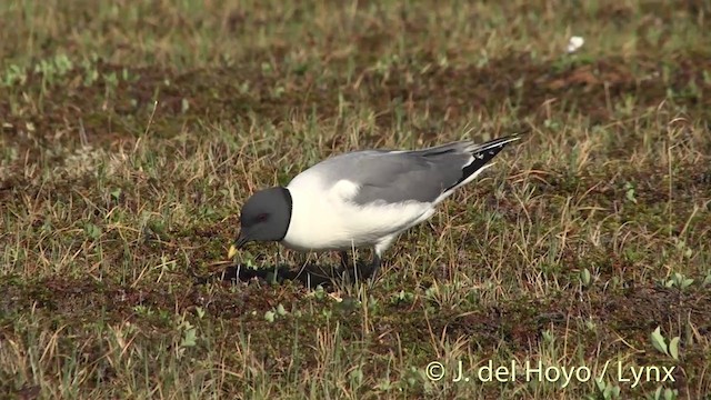 Sabine's Gull - ML201449691