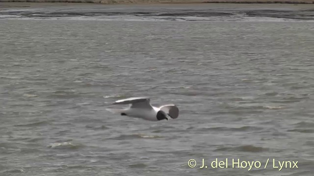 Sabine's Gull - ML201449701