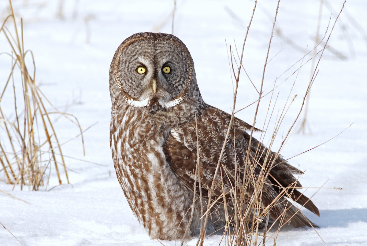 Great Gray Owl - Ian Davies