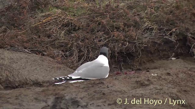 Sabine's Gull - ML201449711