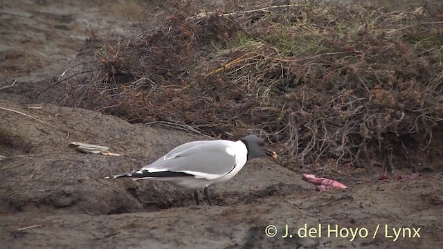 Sabine's Gull - ML201449721