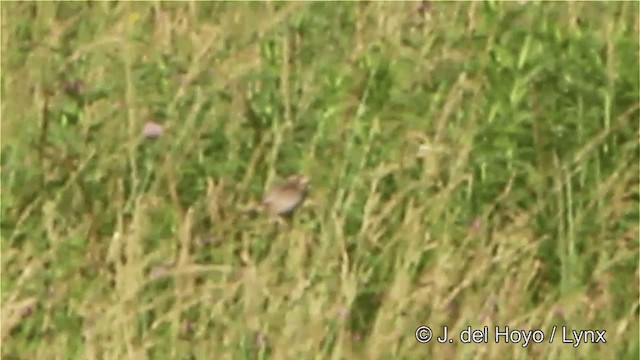 Henslow's Sparrow - ML201449781