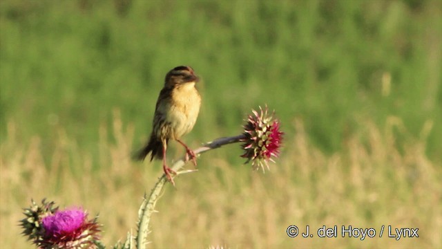 Bobolink - ML201449801