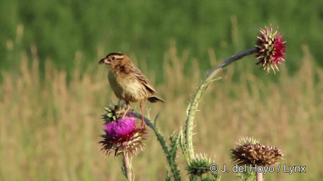 Bobolink - ML201449811
