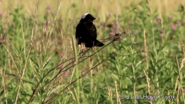 Bobolink - ML201449821