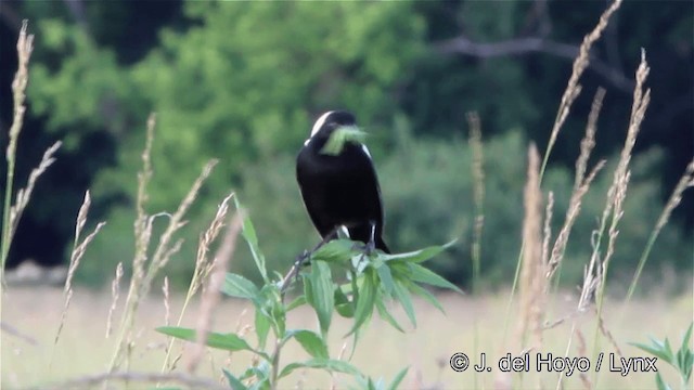 Bobolink - ML201449831