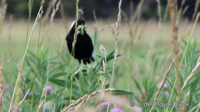 Bobolink - ML201449841